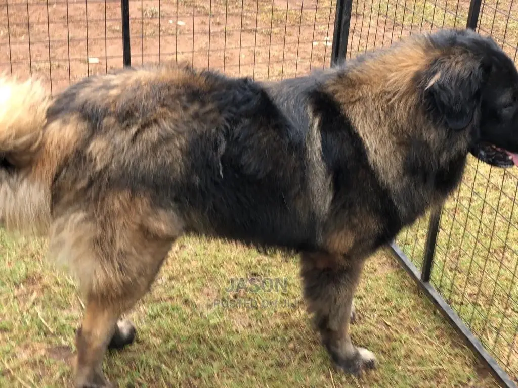 3-6 Months Male Purebred Caucasian Shepherd