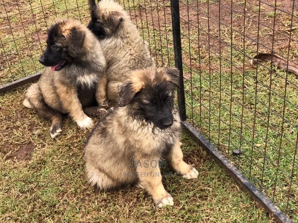 3-6 Months Male Purebred Caucasian Shepherd
