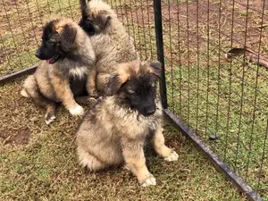 3-6 Months Male Purebred Caucasian Shepherd