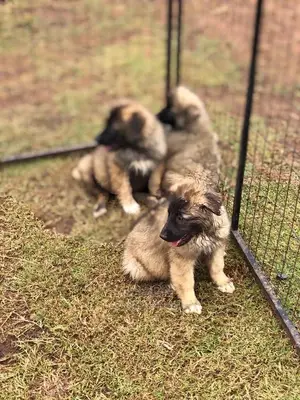 3-6 Months Male Purebred Caucasian Shepherd
