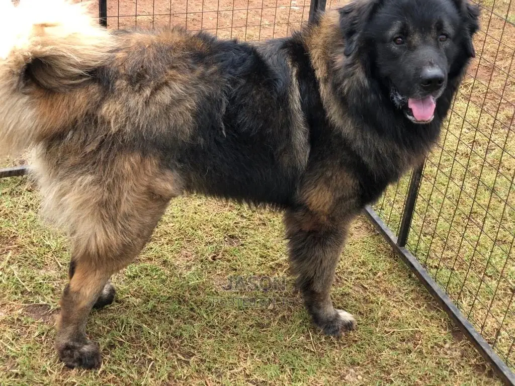 3-6 Months Male Purebred Caucasian Shepherd