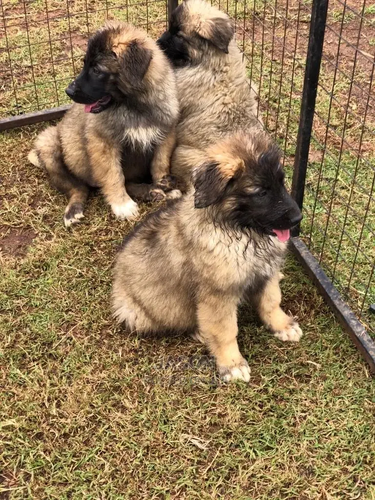 3-6 Months Male Purebred Caucasian Shepherd