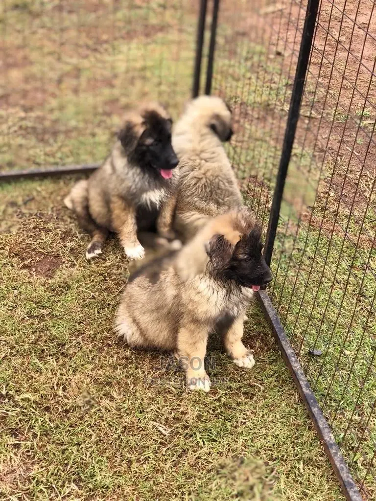 3-6 Months Male Purebred Caucasian Shepherd