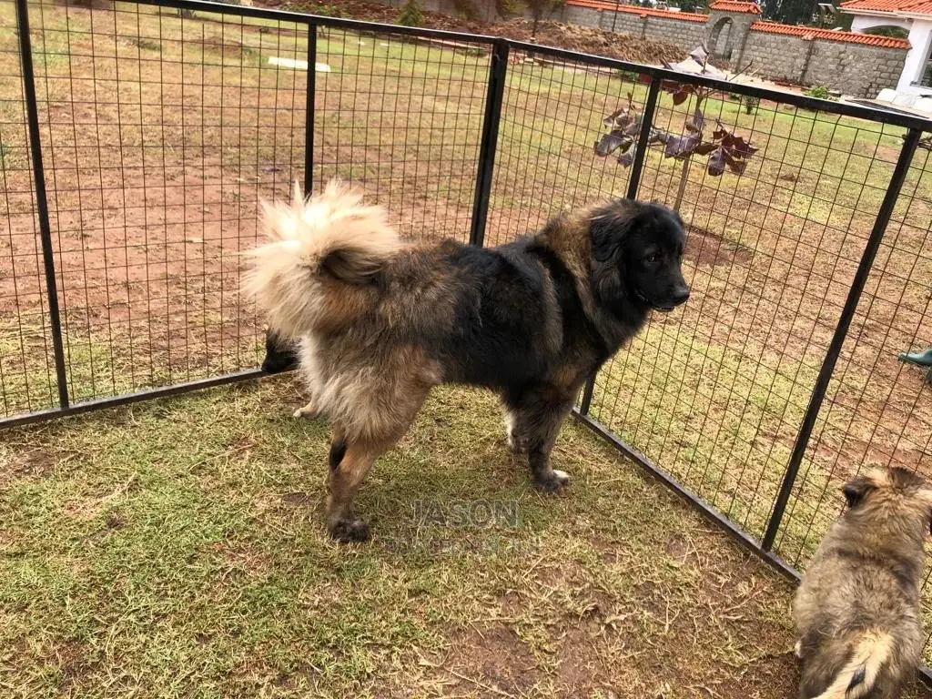 3-6 Months Male Purebred Caucasian Shepherd