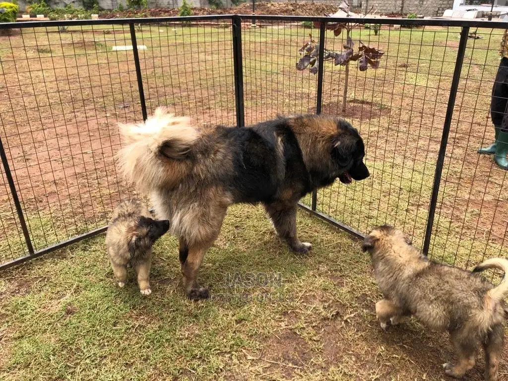 3-6 Months Male Purebred Caucasian Shepherd