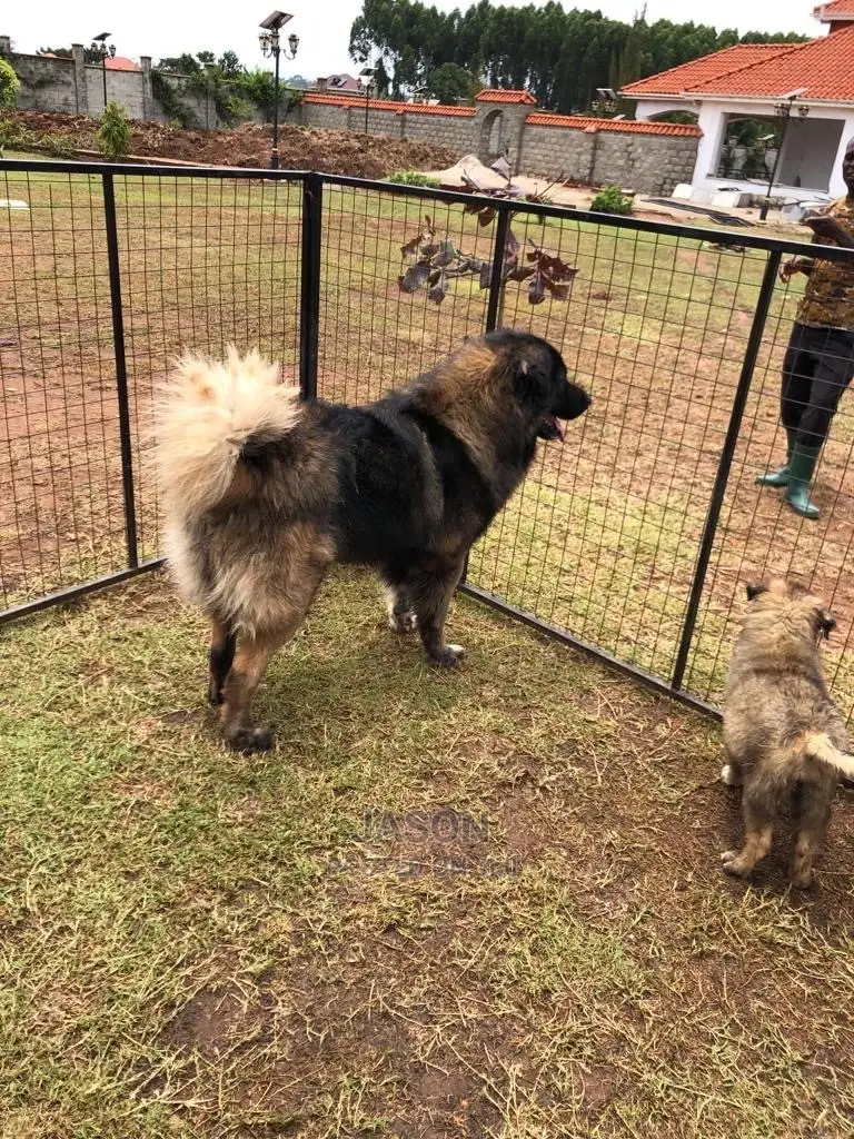 3-6 Months Male Purebred Caucasian Shepherd