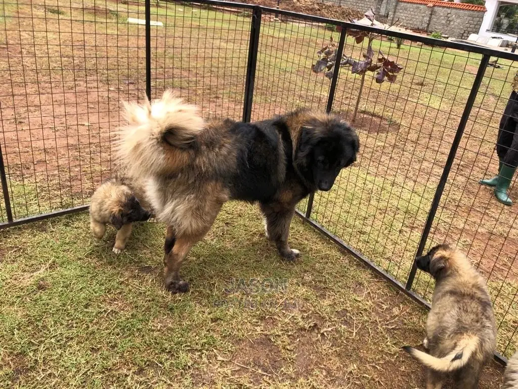 3-6 Months Male Purebred Caucasian Shepherd