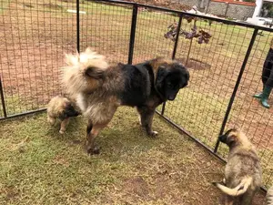 3-6 Months Male Purebred Caucasian Shepherd