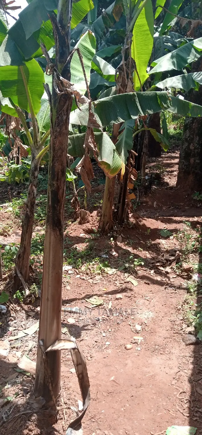 Land and Plots for Sale