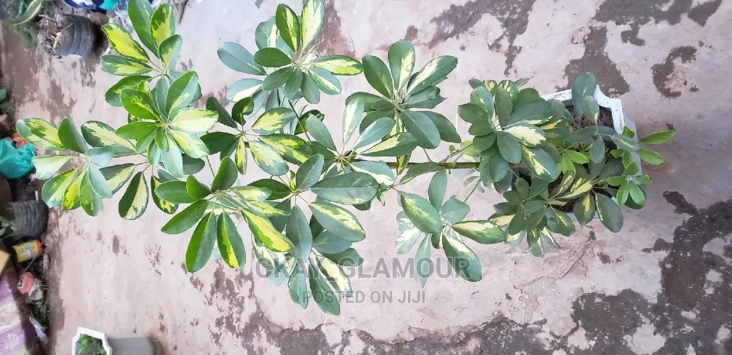 Indoor and Outdoor Potted Plants