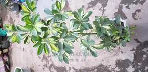 Indoor and Outdoor Potted Plants