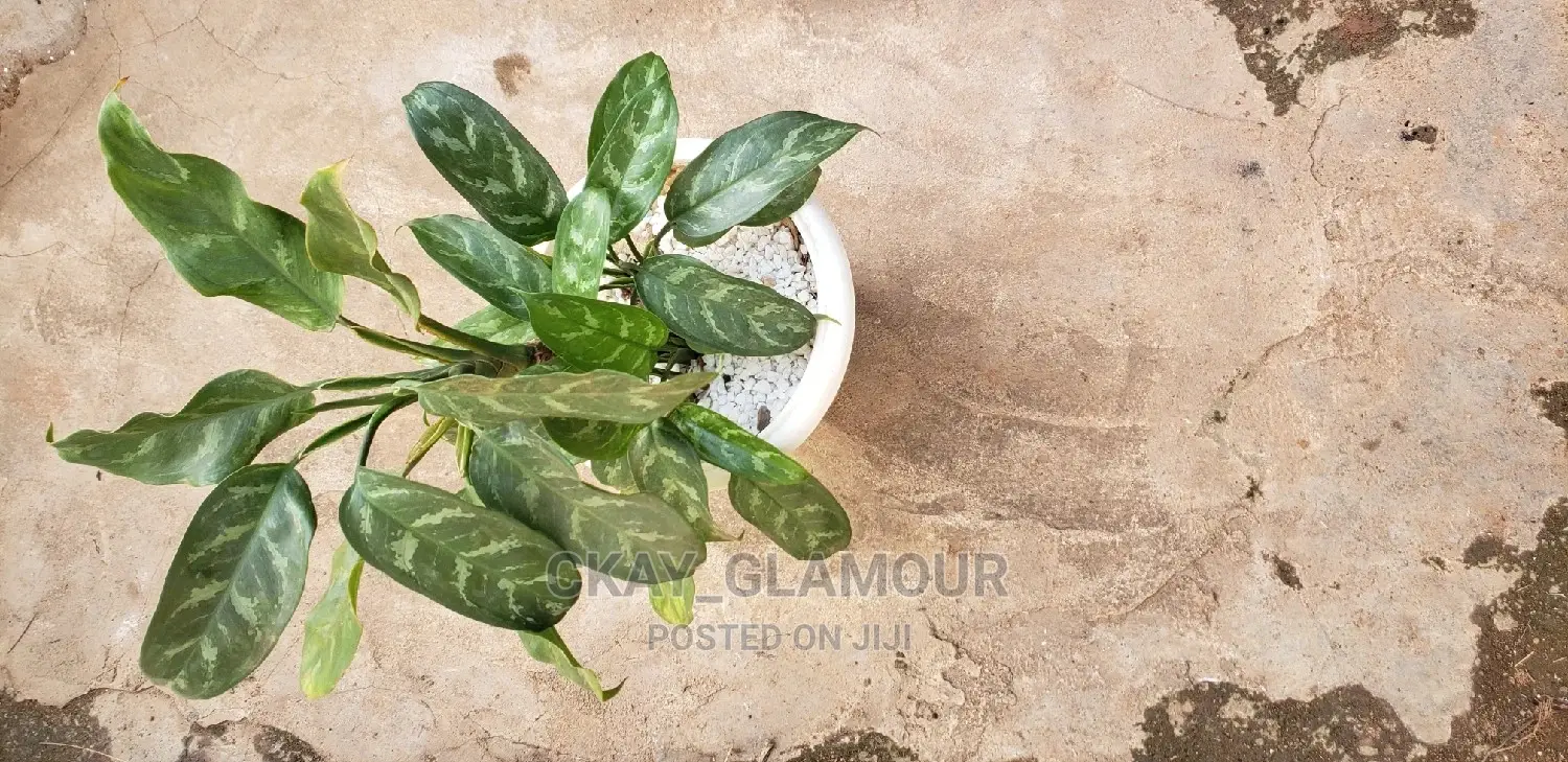 Indoor and Outdoor Potted Plants