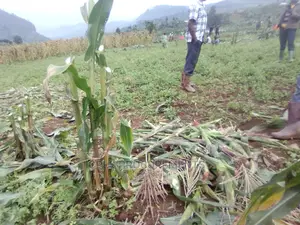 Nkonkonjeru 100 Acres for Sale