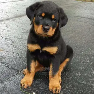 Super Rottweiler Puppies