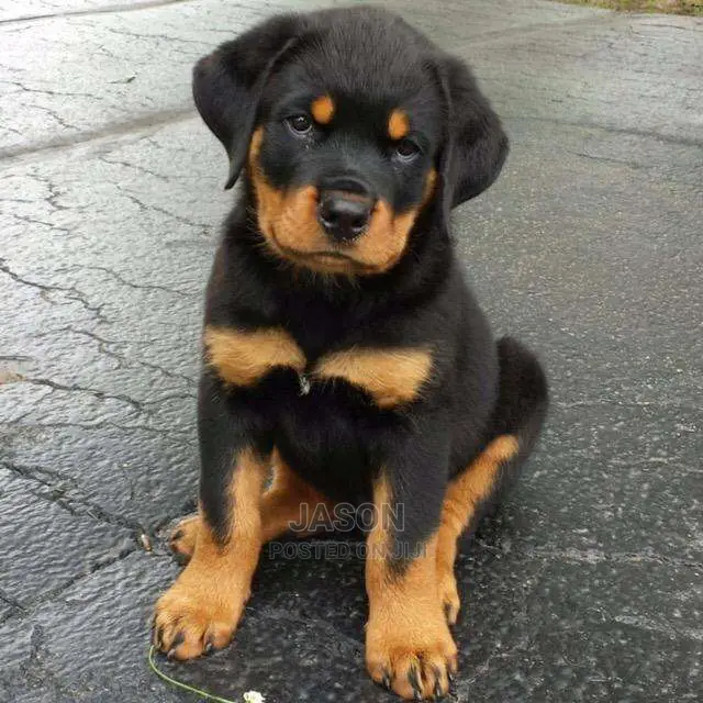 Super Rottweiler Puppies