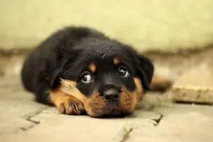 Super Rottweiler Puppies