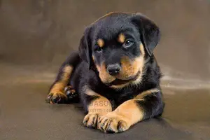 Super Rottweiler Puppies
