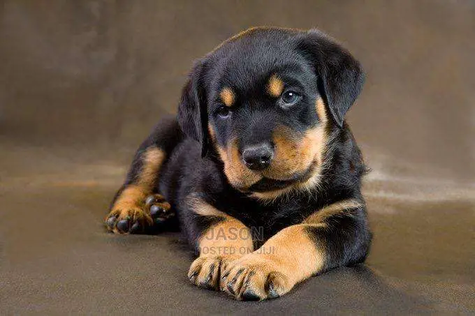Super Rottweiler Puppies