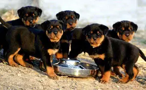 Super Rottweiler Puppies