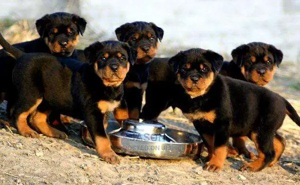 Super Rottweiler Puppies