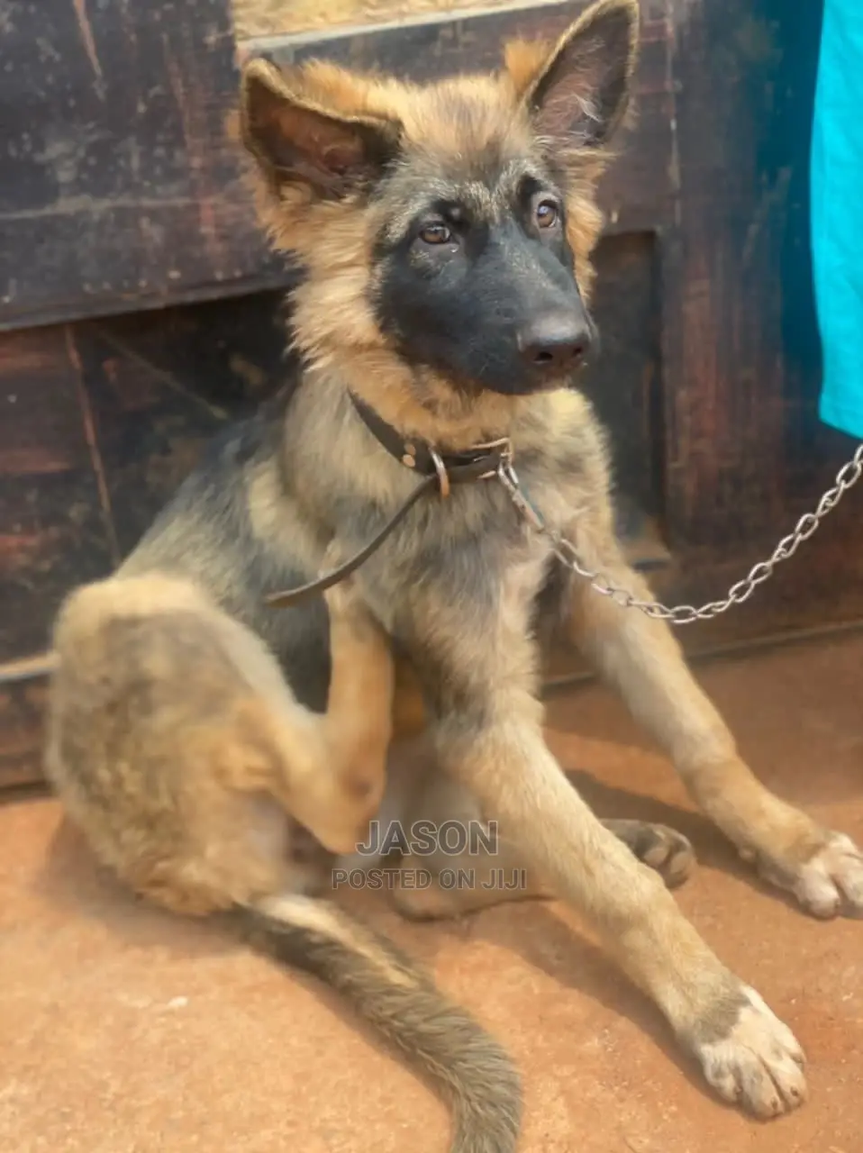 3-6 Months Female Purebred German Shepherd