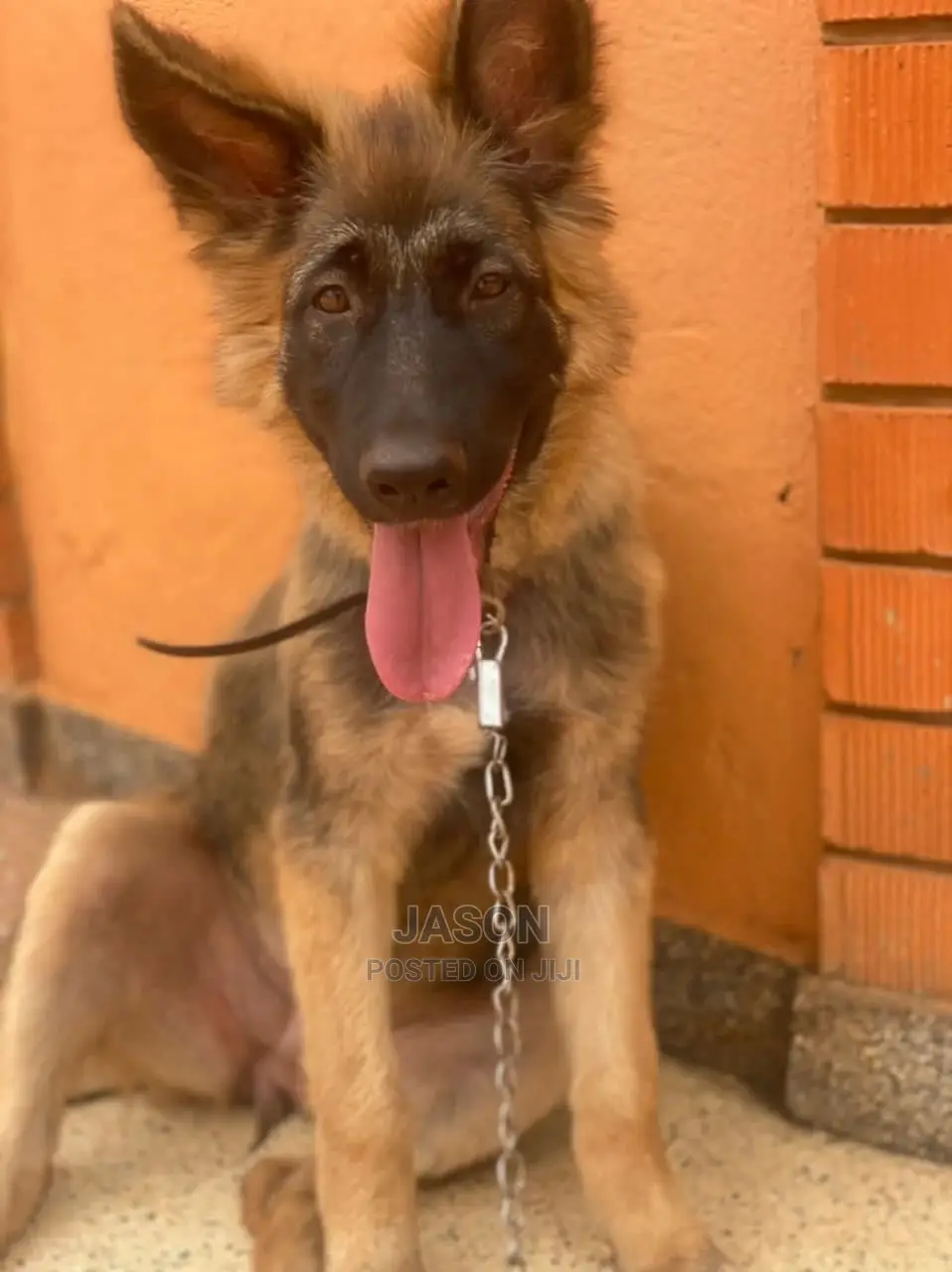 3-6 Months Female Purebred German Shepherd