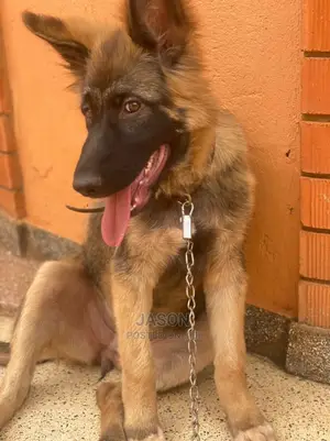 3-6 Months Female Purebred German Shepherd