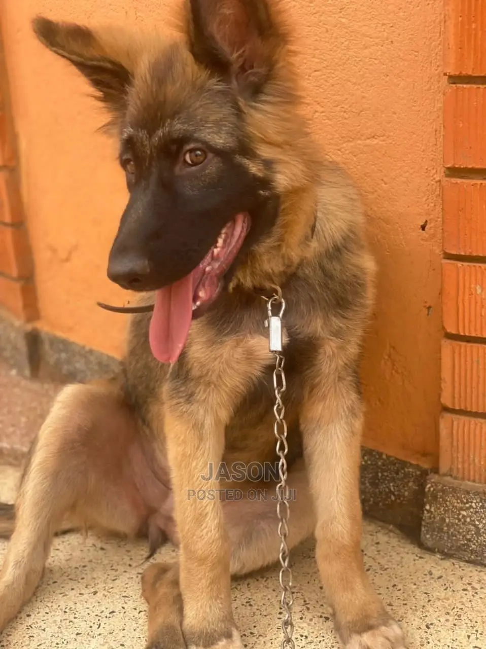 3-6 Months Female Purebred German Shepherd