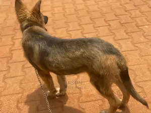 3-6 Months Female Purebred German Shepherd
