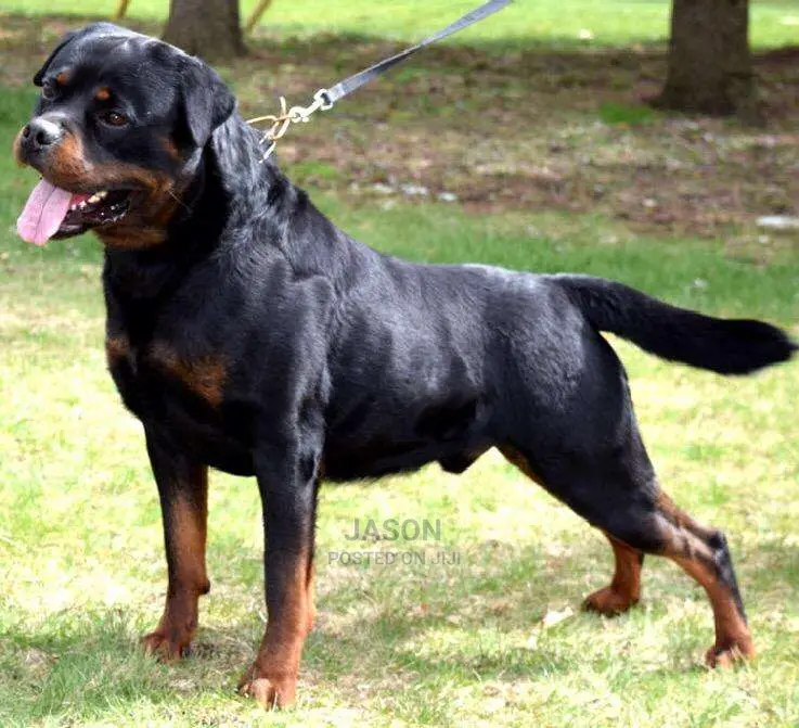 Super Rottweiler Puppies
