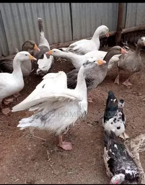 Geese for Security at Home