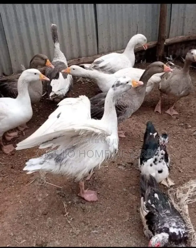 Geese for Security at Home