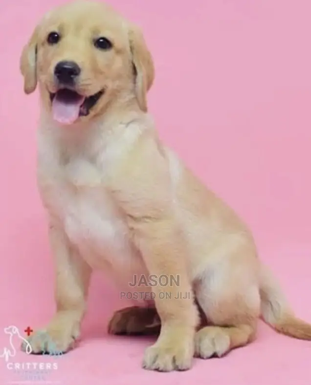 3-6 Months Female Purebred Labrador Retriever