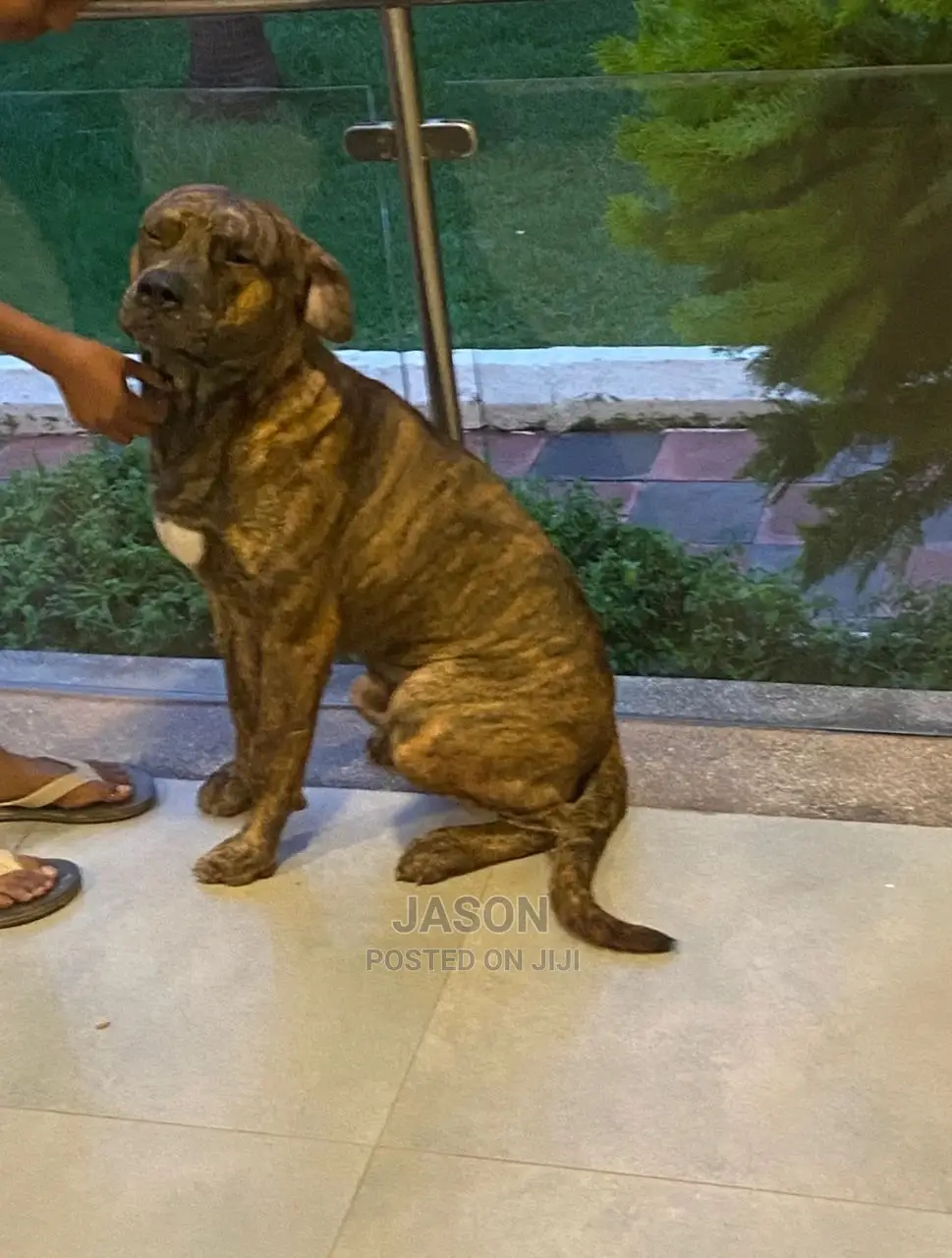 6-12 Months Male Purebred American Pit Bull Terrier