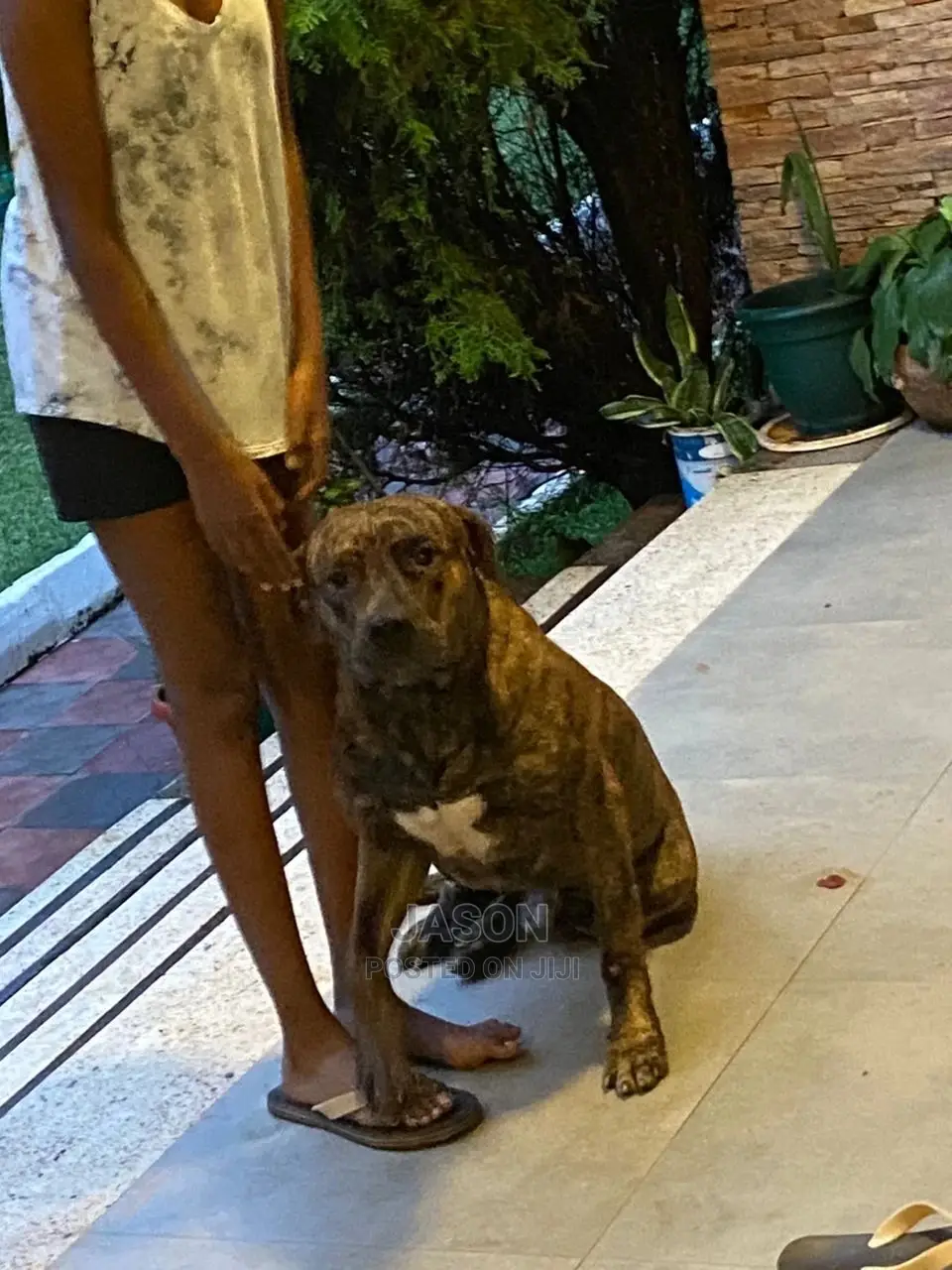 6-12 Months Male Purebred American Pit Bull Terrier