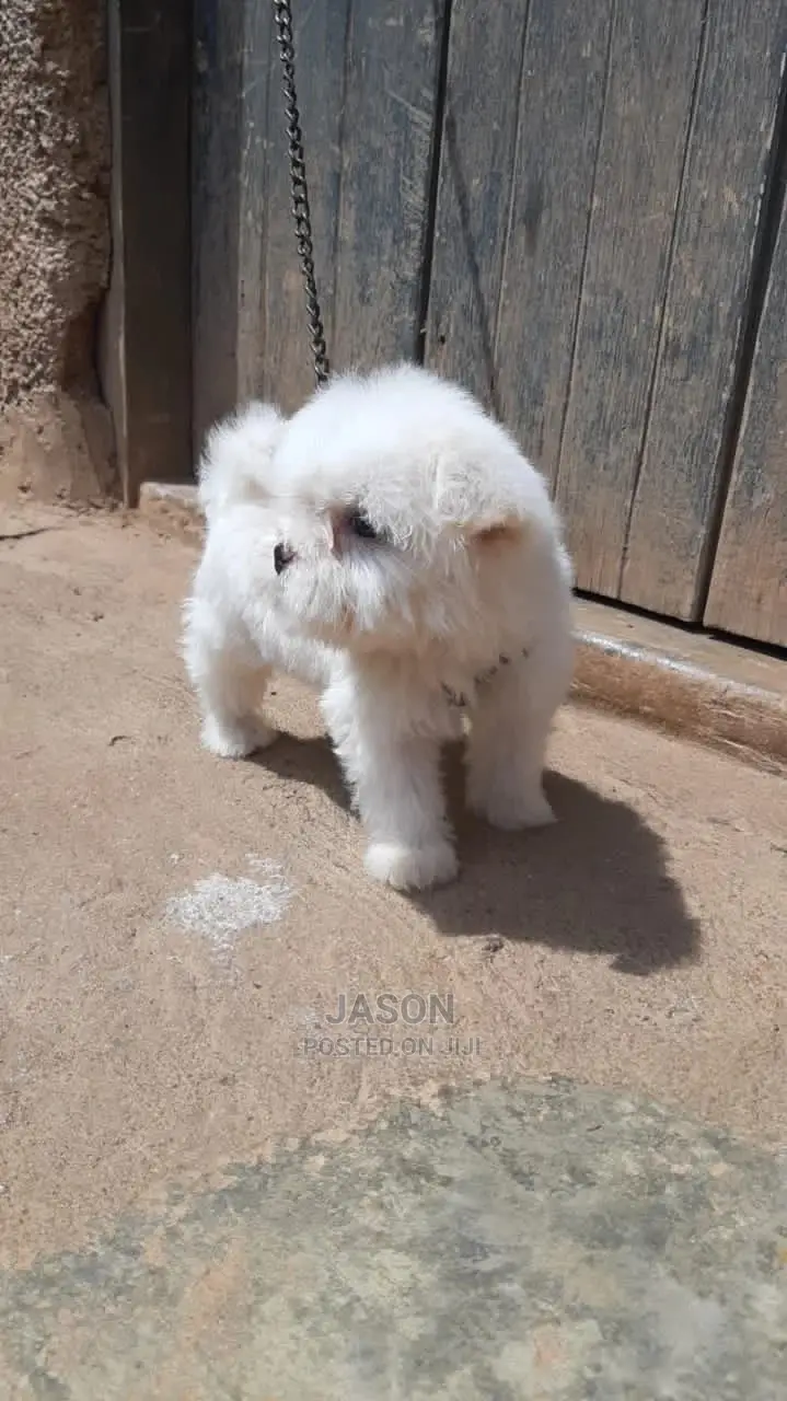 1-3 Months Male Purebred Maltese