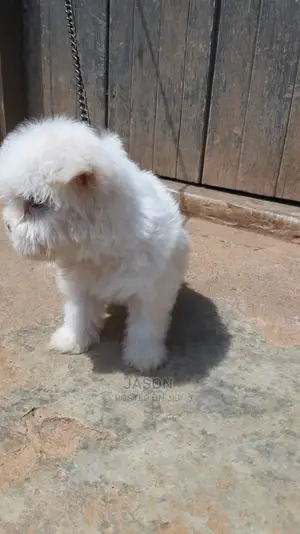 1-3 Months Male Purebred Maltese