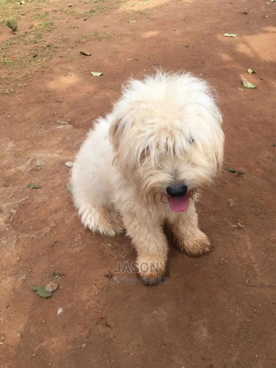 1-3 Months Male Purebred Maltese
