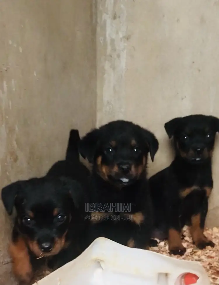 1-3 months Male Purebred Rottweiler