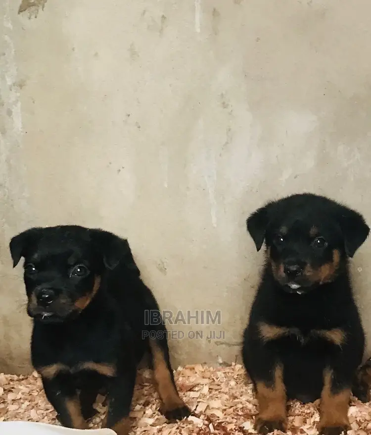 1-3 months Male Purebred Rottweiler