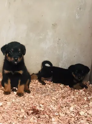 1-3 months Male Purebred Rottweiler
