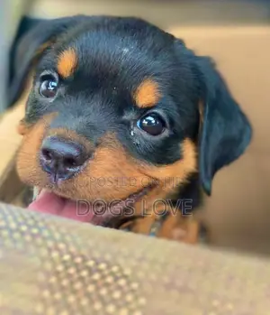 1-3 Months Male Purebred Rottweiler