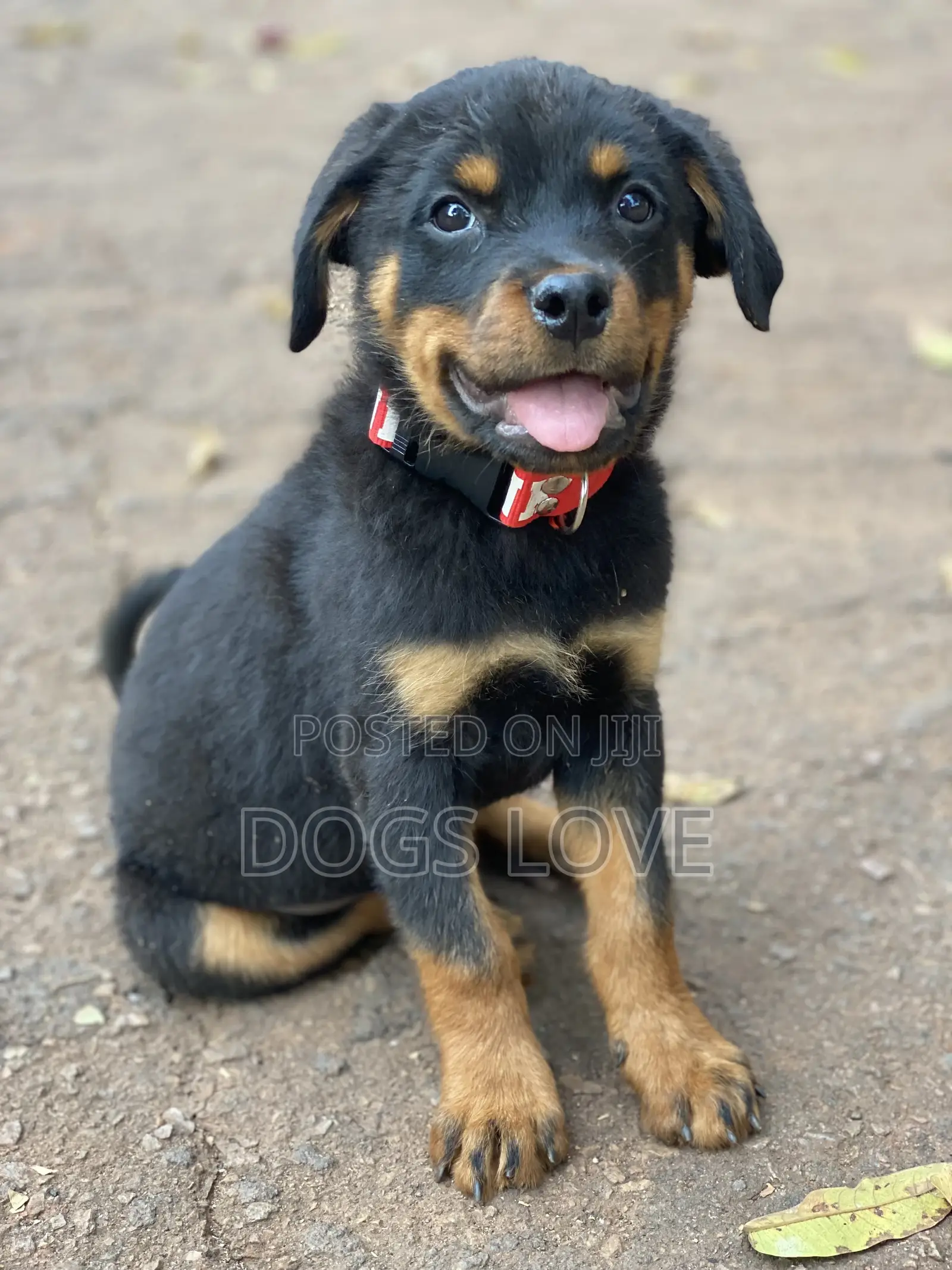 1-3 Months Male Purebred Rottweiler