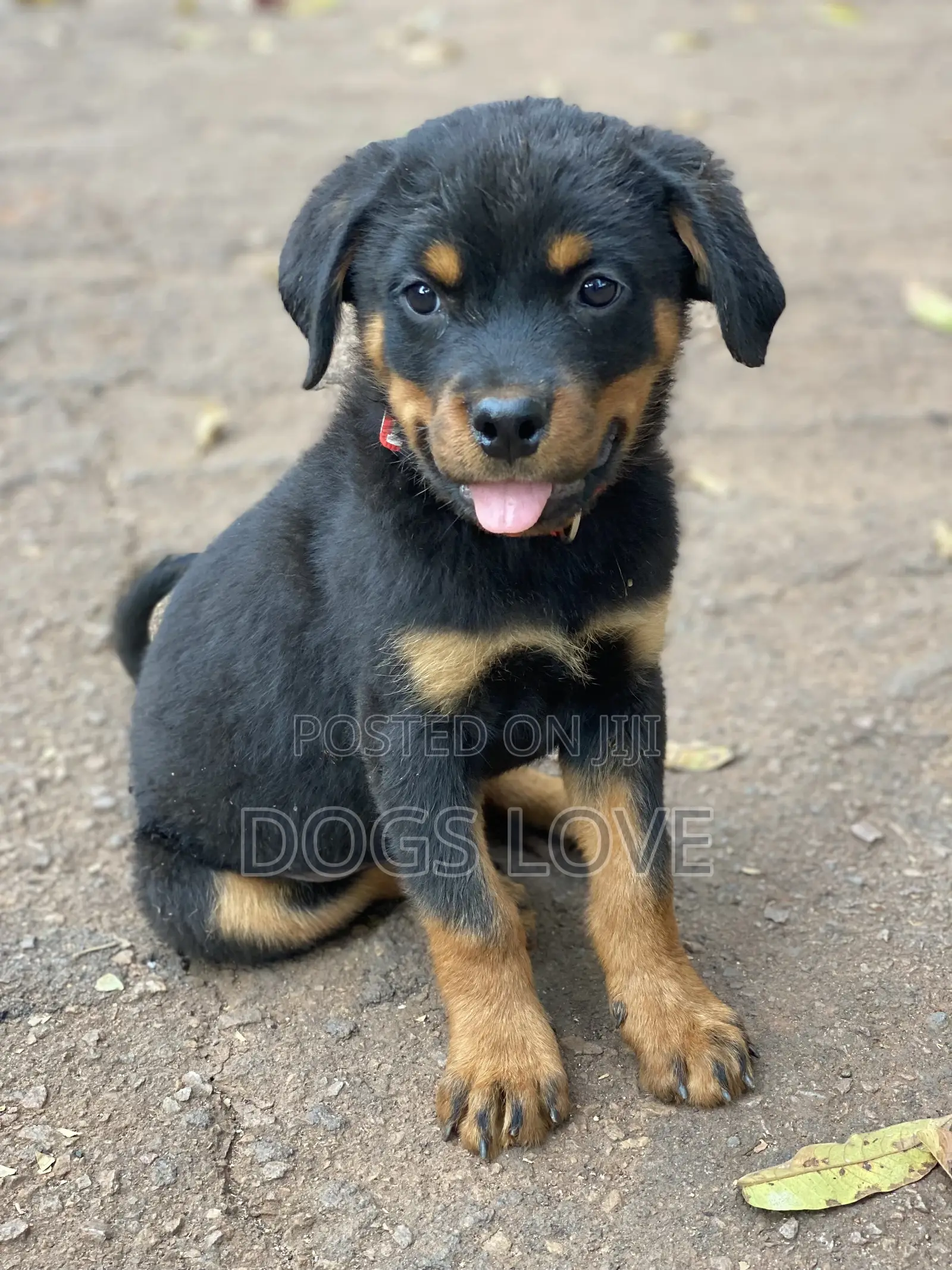 1-3 Months Male Purebred Rottweiler