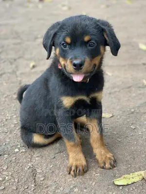 1-3 Months Male Purebred Rottweiler