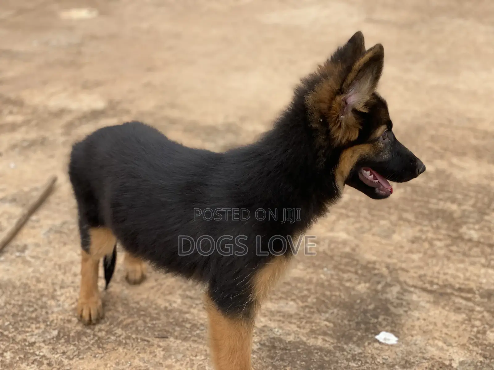 1-3 Months Male Purebred German Shepherd