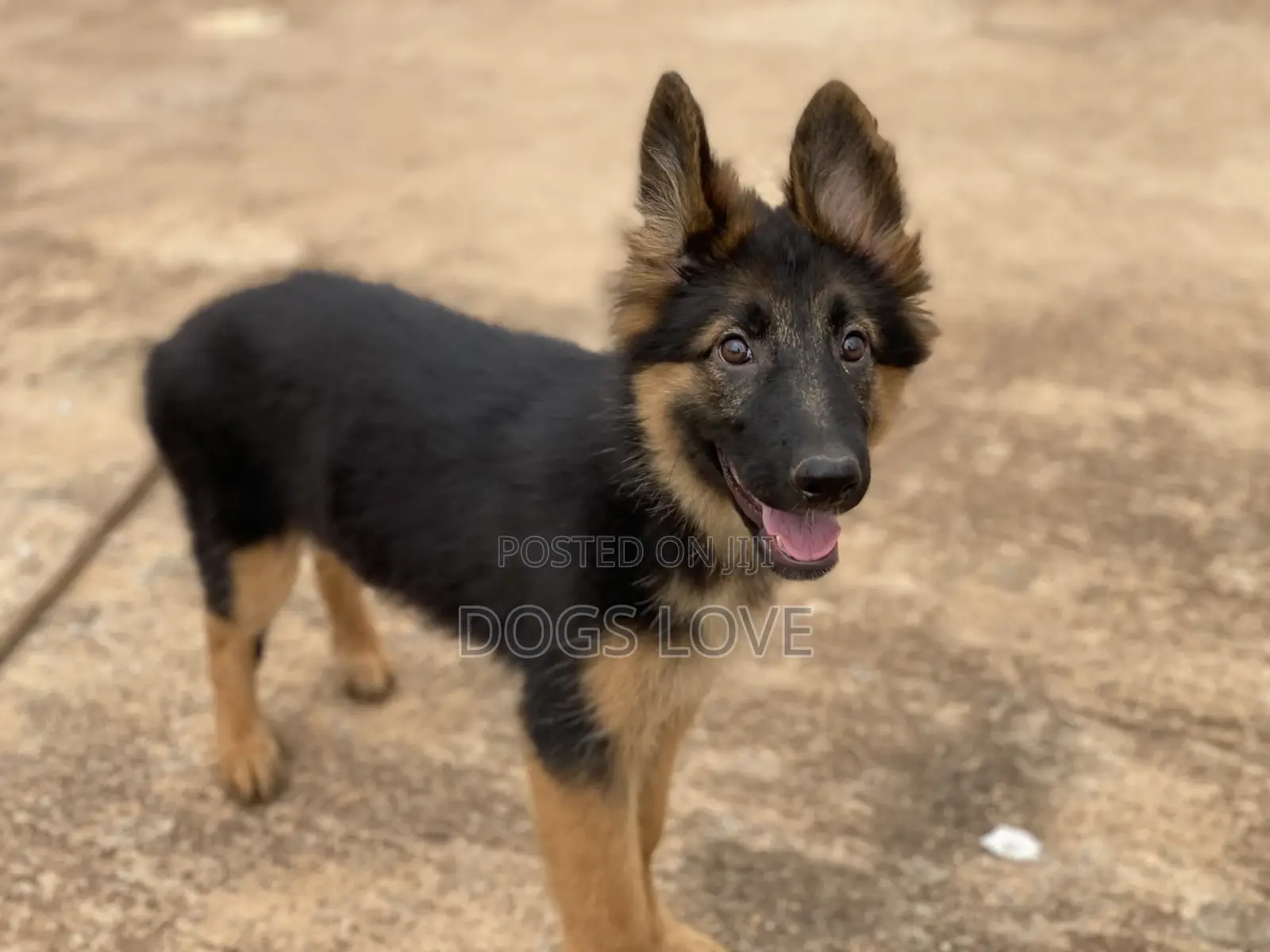 1-3 Months Male Purebred German Shepherd