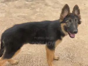 1-3 Months Male Purebred German Shepherd