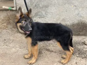 1-3 Months Male Purebred German Shepherd