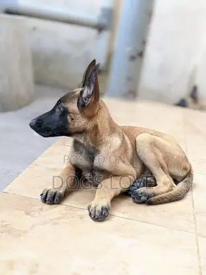 1-3 Months Female Purebred Belgian Malinois